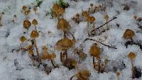 Psilocybe pelliculosa image