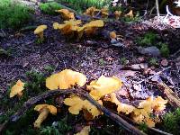 Cantharellus enelensis image