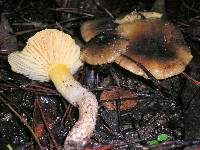 Hygrophorus arenicola image