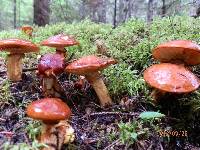 Suillus glandulosus image