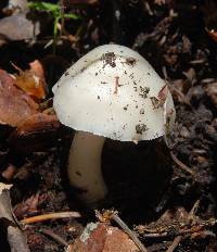 Hygrophorus eburneus image