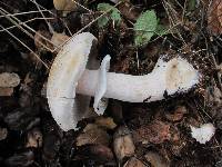 Agaricus albolutescens image