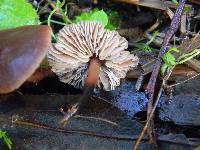 Gymnopus brassicolens var. brassicolens image