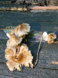 Mycena maculata image