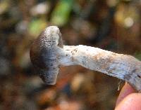 Cortinarius biformis image