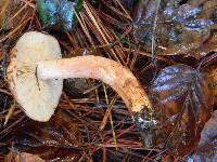 Tricholoma muricatum image