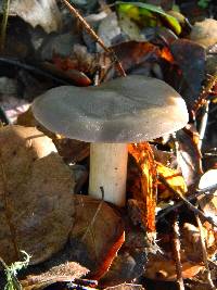 Entoloma lividoalbum image