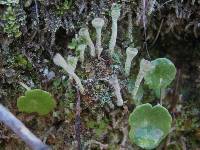 Cladonia fimbriata image