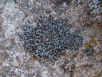 Phaeophyscia orbicularis image