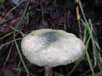 Stropharia aeruginosa image