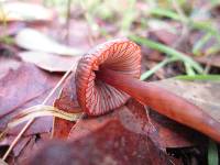 Mycena californiensis image