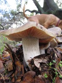 Entoloma lividoalbum image