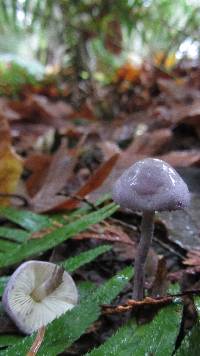 Cystolepiota bucknallii image