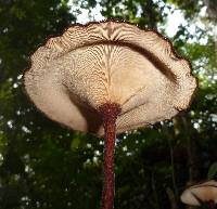 Lentinus velutinus image