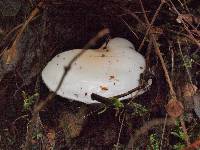 Hygrophorus eburneus image