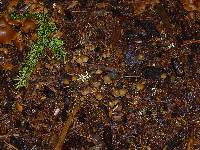 Psilocybe pelliculosa image