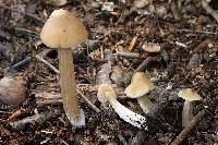 Entoloma strictius image