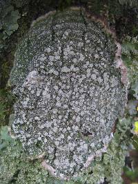 Pertusaria albescens var. albescens image