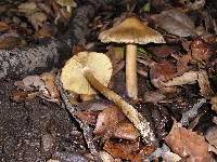 Inocybe sororia image