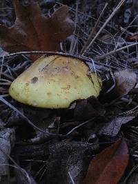 Amanita flavorubens image