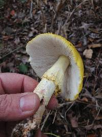 Amanita flavorubens image