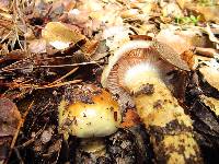 Cortinarius glutinosoarmillatus image