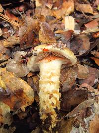 Cortinarius glutinosoarmillatus image
