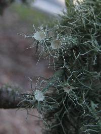 Usnea florida image