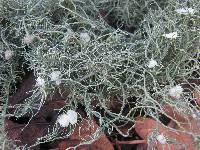 Usnea florida image