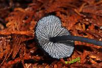 Entoloma serrulatum image