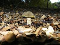 Boletus subtomentosus image