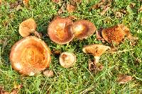 Paxillus involutus image