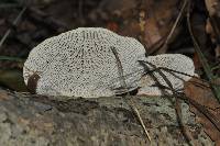 Daedaleopsis confragosa image
