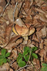 Boletus sensibilis image