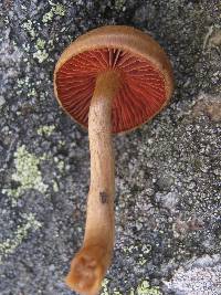 Cortinarius semisanguineus image