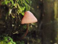 Mycena purpureofusca image