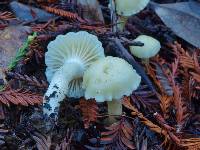 Hygrocybe virginea var. virginea image