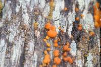 Dacrymyces stillatus image