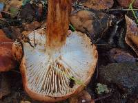 Tricholoma dryophilum image