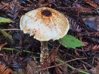 Lepiota magnispora image