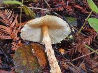 Lepiota magnispora image