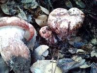 Hygrophorus russula image