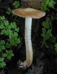 Inocybe brunnescens image