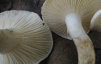 Hygrophorus eburneus image