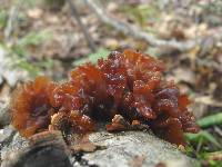 Phaeotremella frondosa image