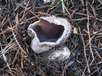 Sarcosphaera coronaria image