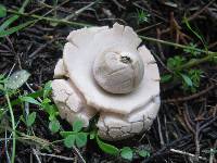 Geastrum triplex image