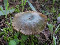 Entoloma incanum image