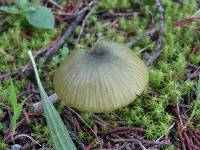 Entoloma incanum image