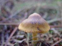 Cortinarius semisanguineus image